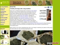 Green Tea Health Effects